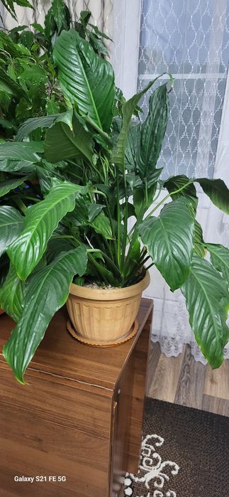 Женское счастье.