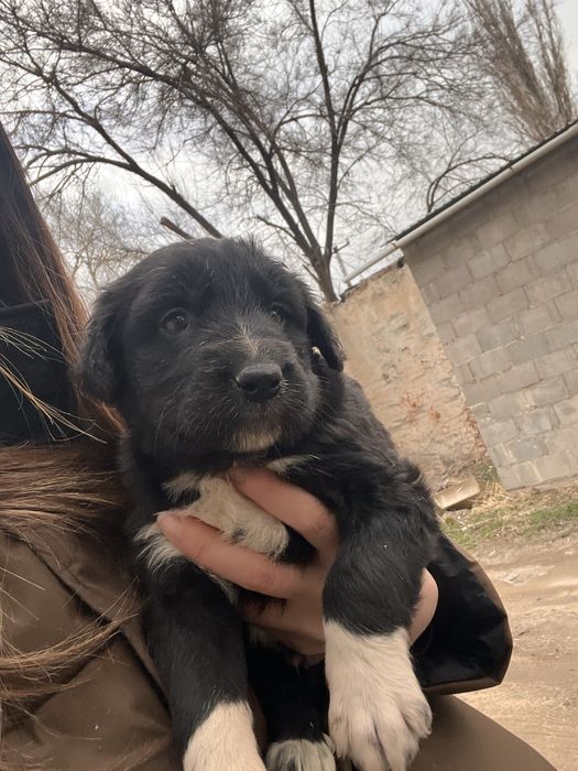 Отдам в хорошие руки