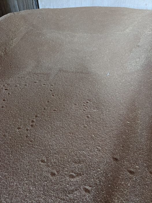 Бидай Местный   .