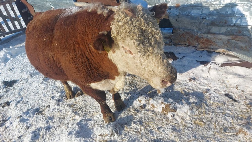 Продажа или обмен поеменных быков