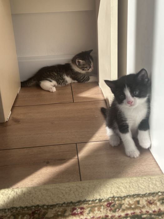 Отдам котят в добрые руки