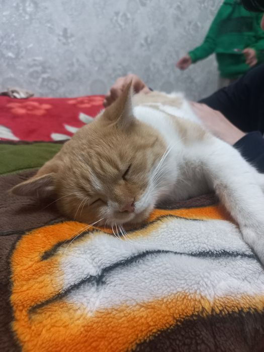 Отдам только хорошие руки кот персидский хороший