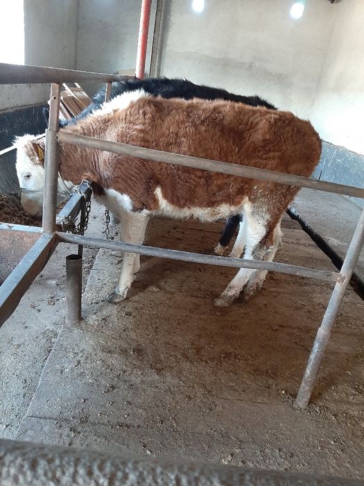 Екі қашар сатылады бағасы келисим 650 000