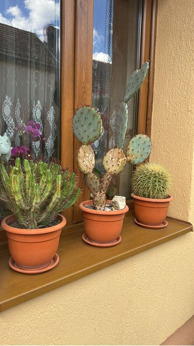 Cactusi foarte frumosi