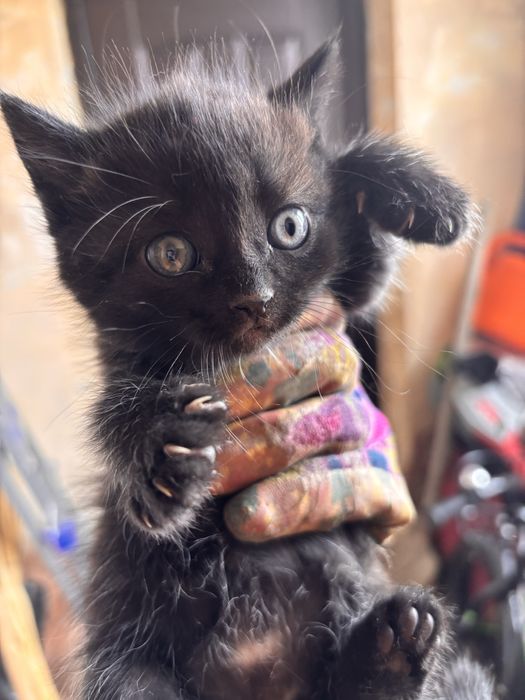 Котята черненькие :)