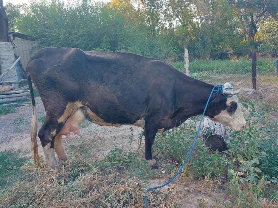 Продаётся дойная корова