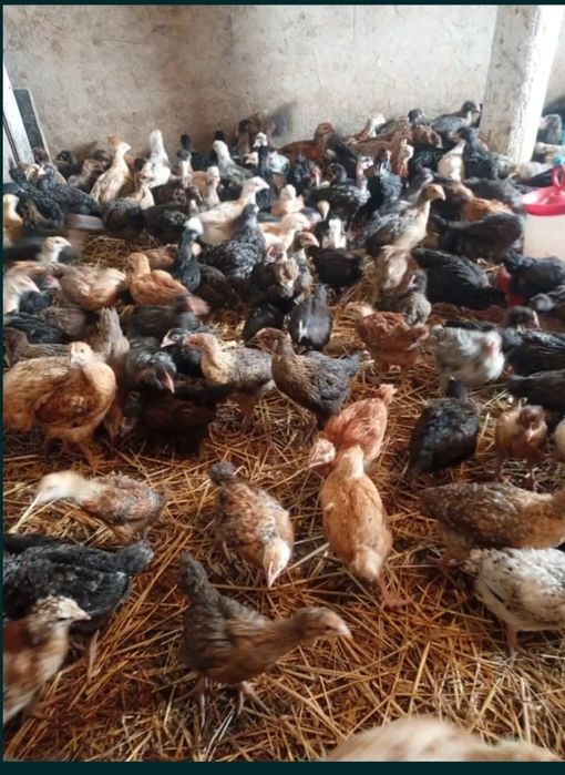 Pui alb de carne și rasa mixta