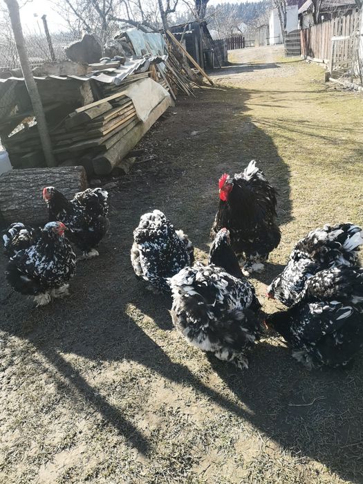 Oua de pasari de rasa cochinchina pentru incubat