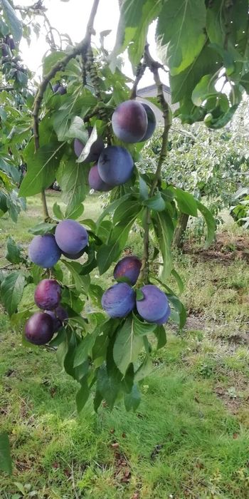 Prune de țuică/vinars/Pălincă