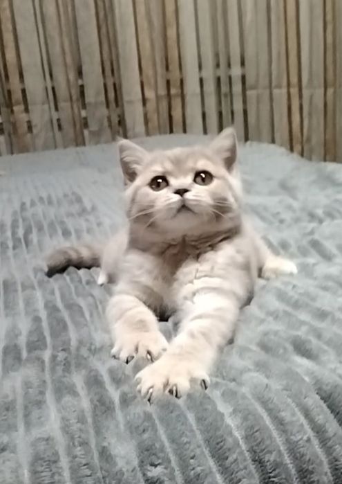 Шоу класс! Девочка.