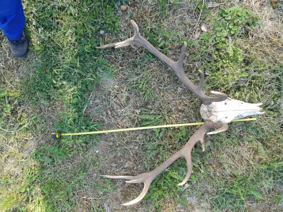 Trofeu coarne de cerb