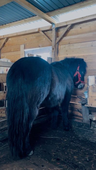 Ponei armăsar negru de  rasă