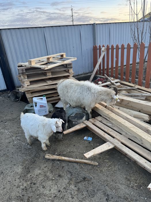 Лакты Ешки сатылады егиз