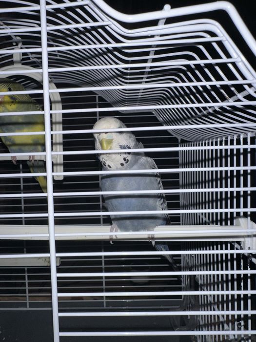 Vand papagal budgie