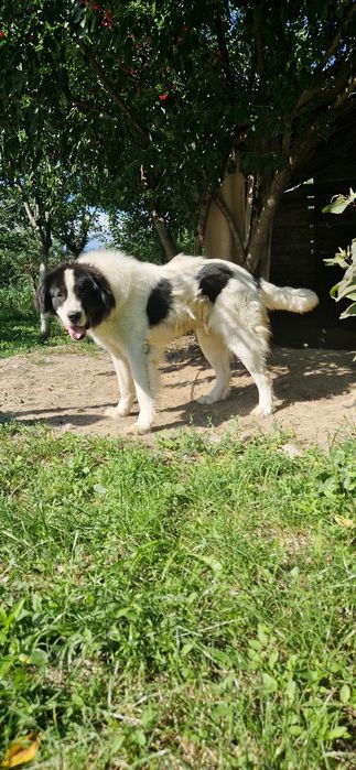 Ciobanesc de bucovina