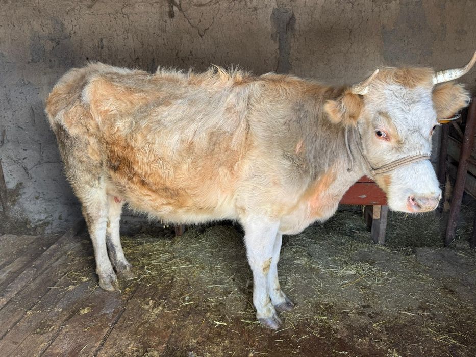 Продам корову 650 000тг