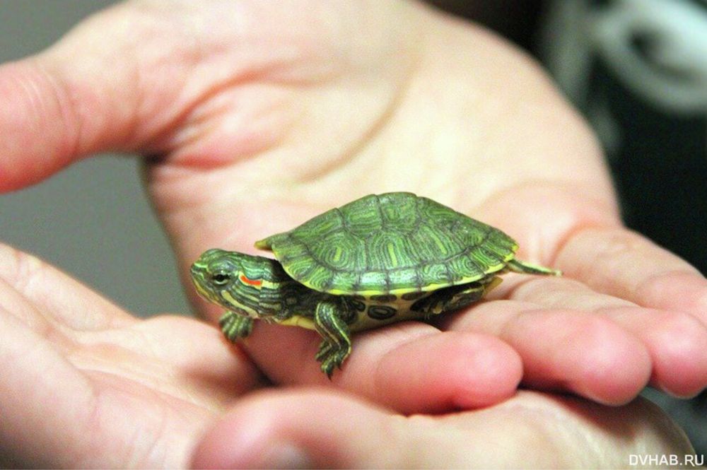 Черепаха красноухая