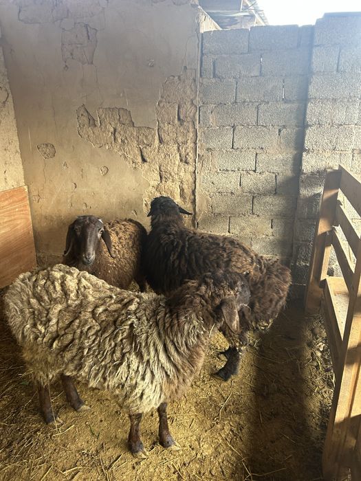 Қой сатылпды 1 қошкар 2 қой