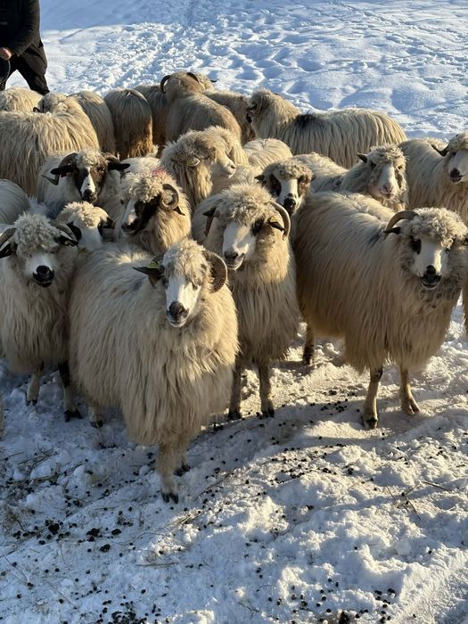 Disponibile oi de tinut