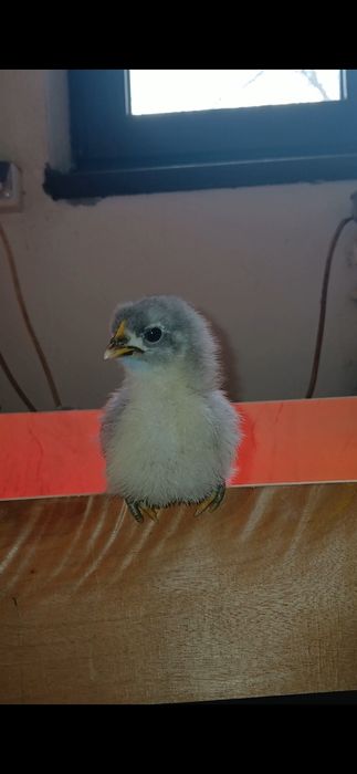 Vand oua australorp