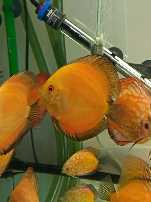 Discus Oradea 150Ron