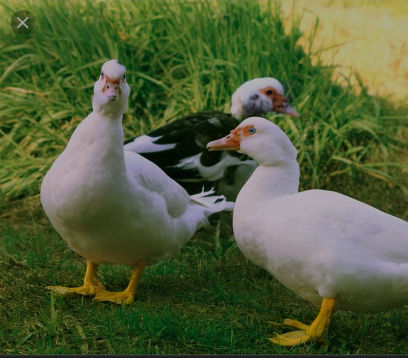 Продаются  индоутки урдак