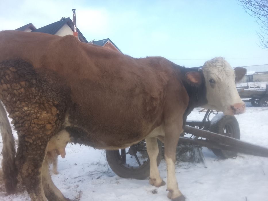 Vnd vaca bălțată pe roșu gestante an 7 lui SI jumătate SI vine cu al 4