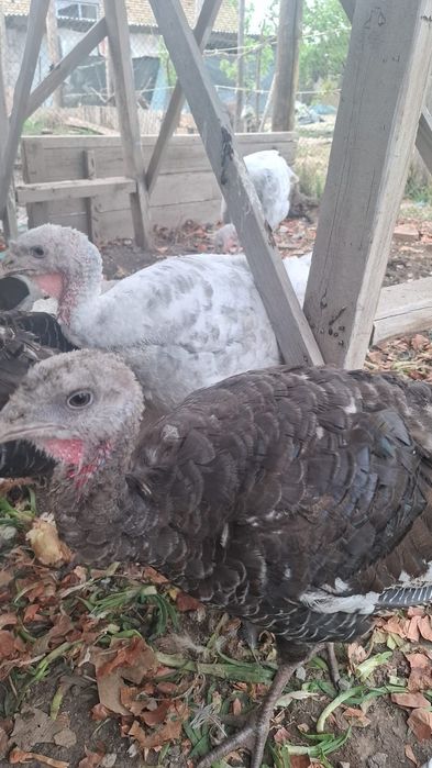 ТАУЫҚ, ҮНДІК сатылады