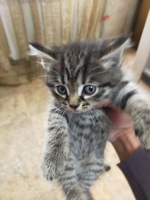 Котята британские вислоухие