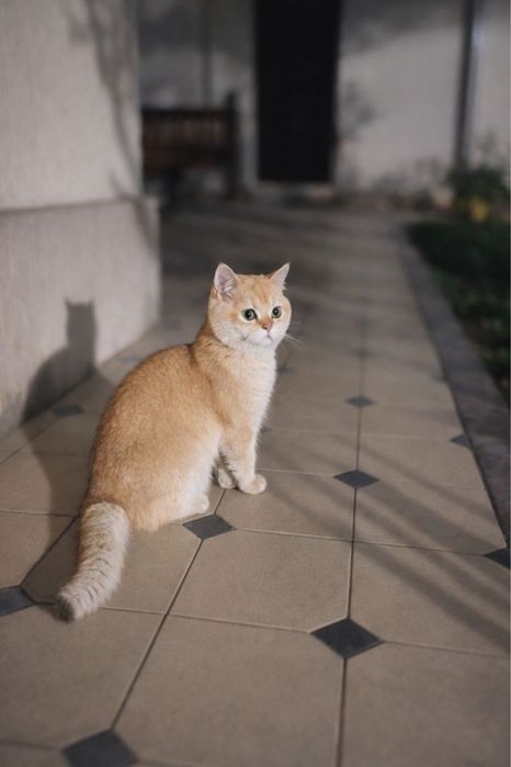 Вязка кошка молчик не продаёсья залотая шишила