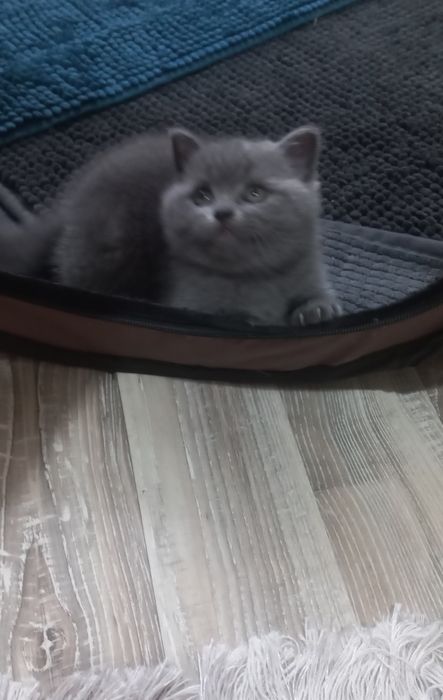 Британска късокосместа 550лв