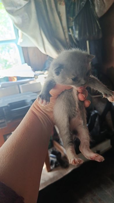 Отдам веслоухих котят