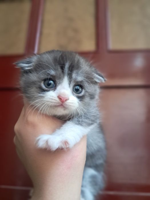 Котята Скоттиш фолд