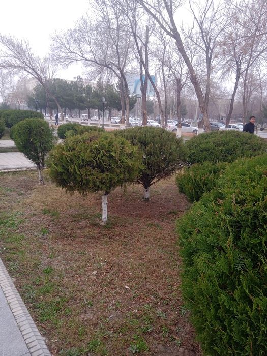 Gazon tayor ruloni 55 ming