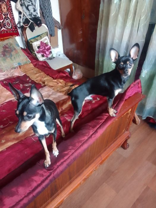 Продам семейную пару