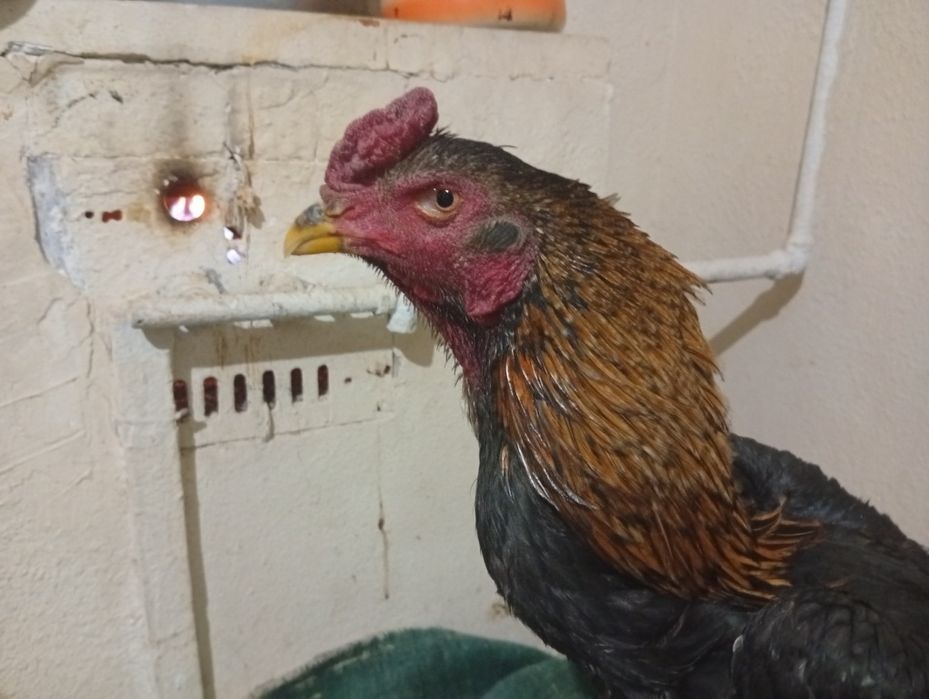 Dakan horoz sotiladi