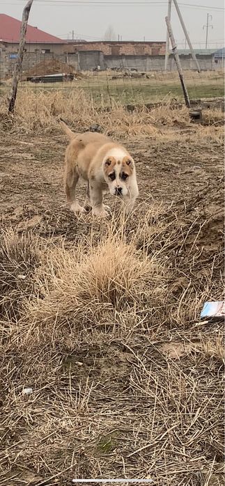 Щенок сао алабай кушык собака