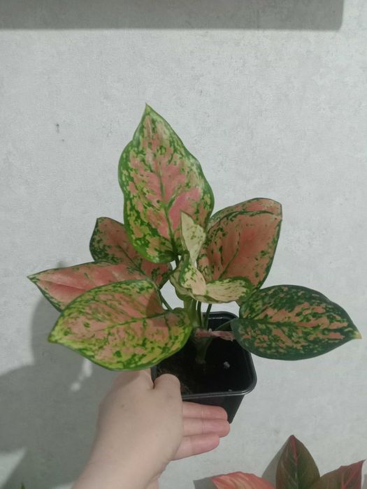 Продам комнатные цветы