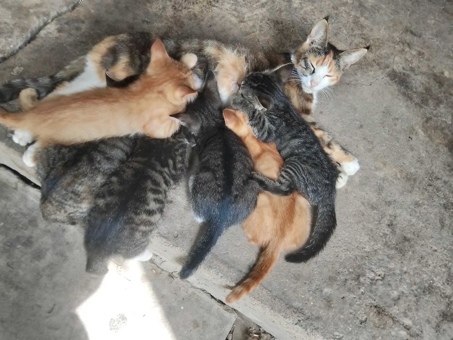 Котята в добрые руки