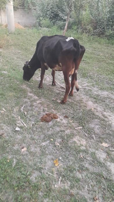 Ona bola sigir sotladi