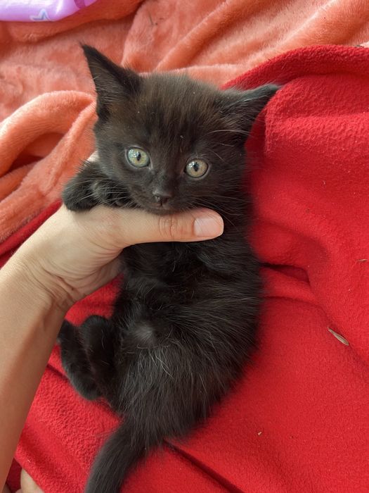 Котята ! отдам в любящие семьи
