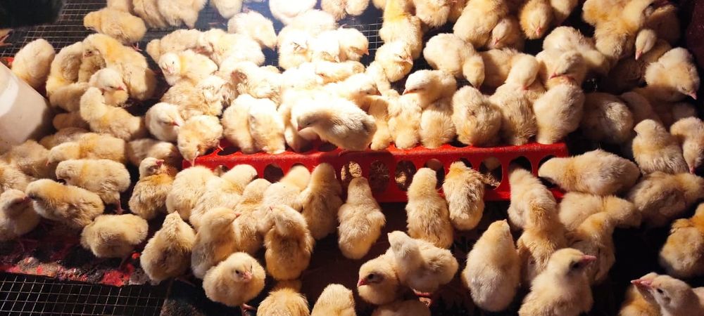 Продам бройлеров на