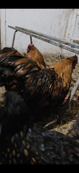 Продам петух Орпингтон