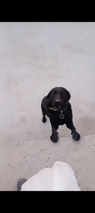 Лабрадор ретривер