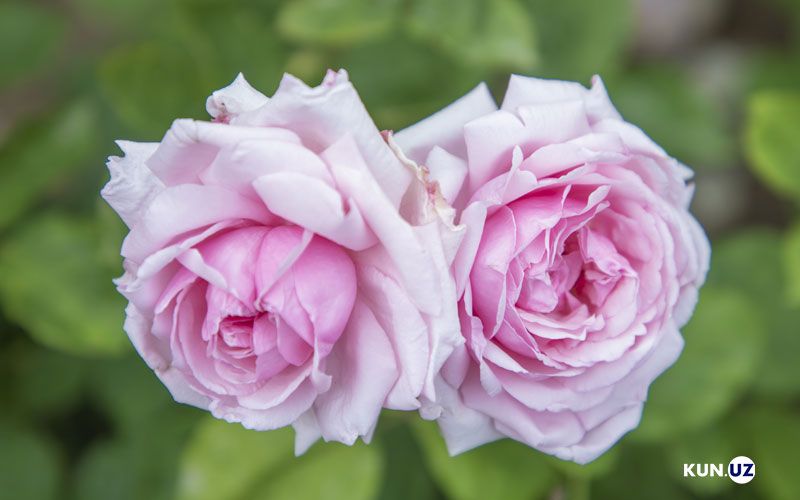 Гулқанд Gulqand Гулканд сотилади.