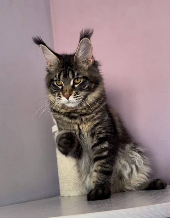 Maine coon superb
