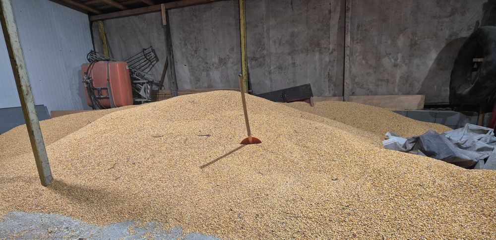 Porumb boabe ambalat in saci noi 2025