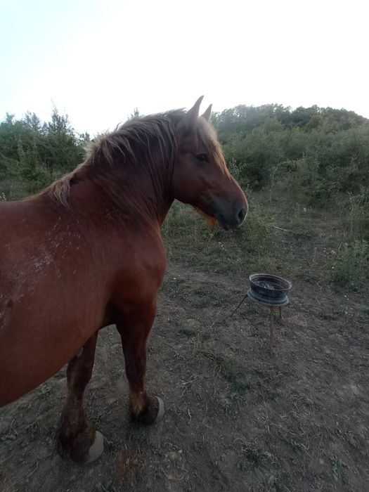 Vând armasar de 2 ani linia Miutescu