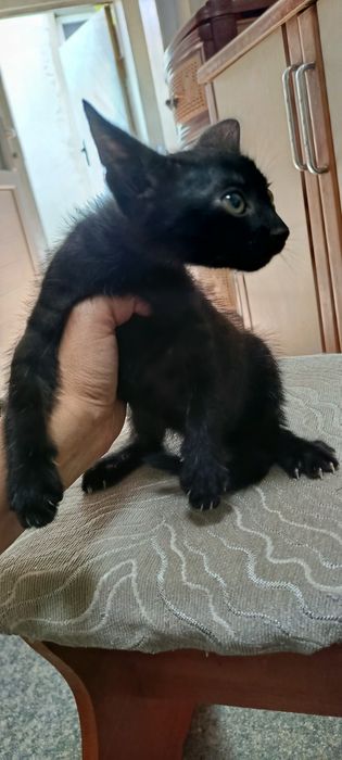 Котята в добрые руки. Ласковые. 2 мальчикам и 2 девочки