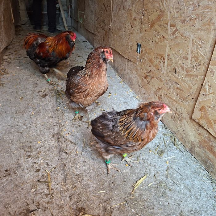 Familii Araucana tineret